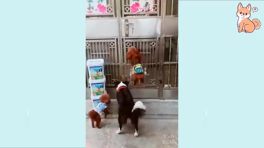 Funny dogs cute love Funny moments