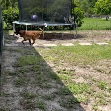 Dog Helps With Groceries #smartdog #belgianmalinois #dog