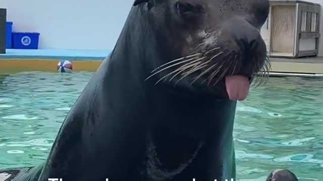 Baby seals