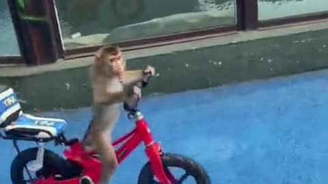 Monkey cycling