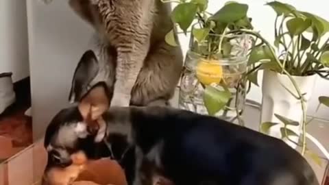 Dog is scared in dog and cat fight