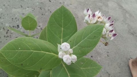 Wild Flower at The River