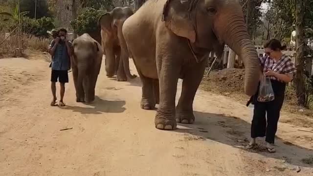 Elephant walking