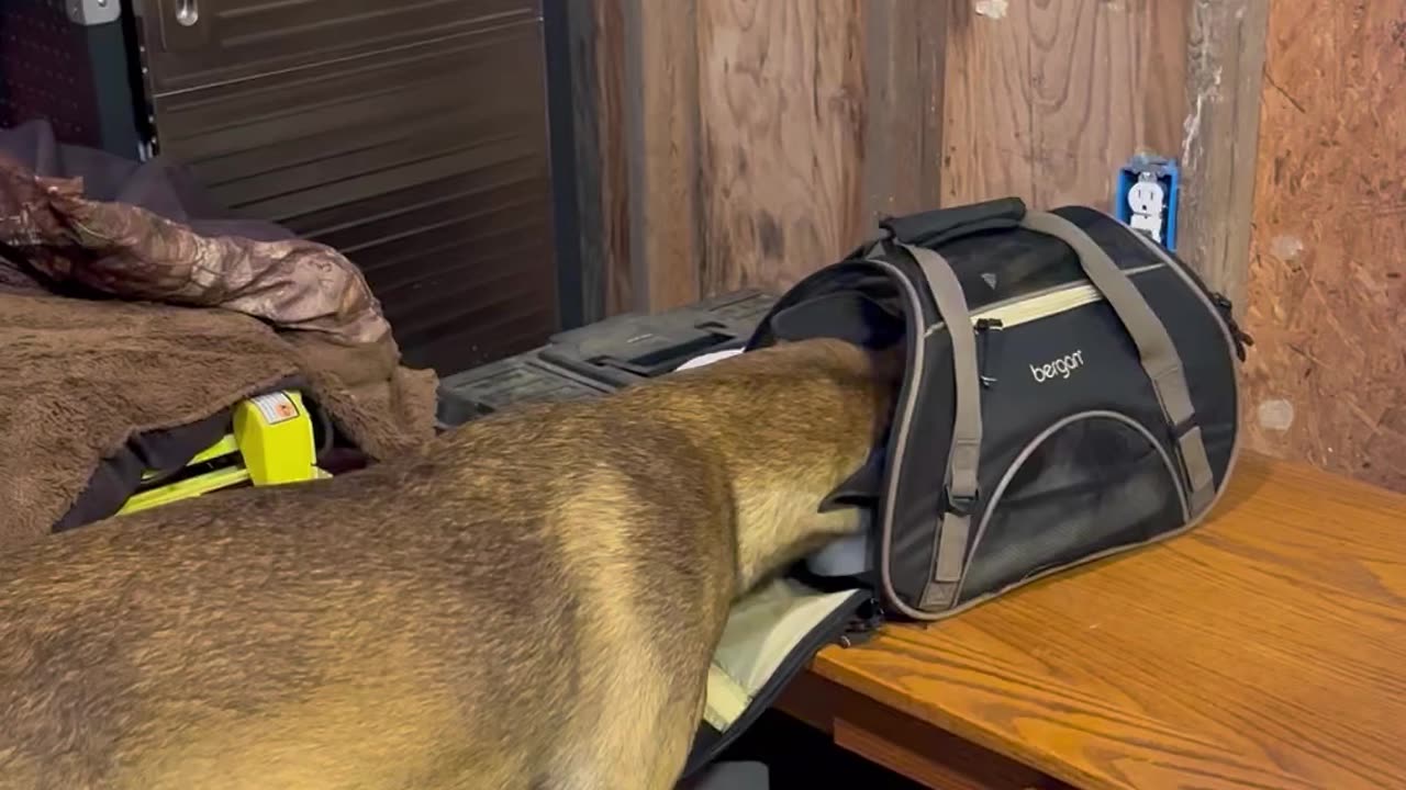 Belgian Malinois dog gets head stuck in small compartment.
