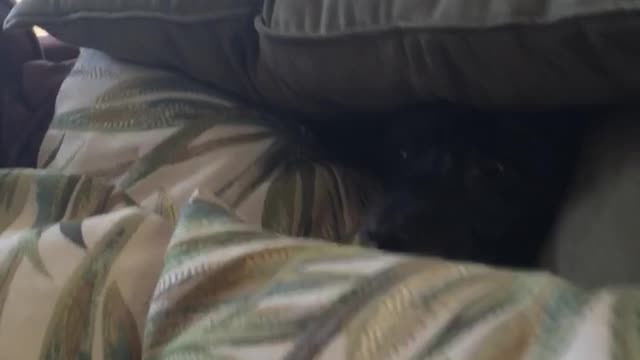 Black dog with face peeking out of a pillow fort