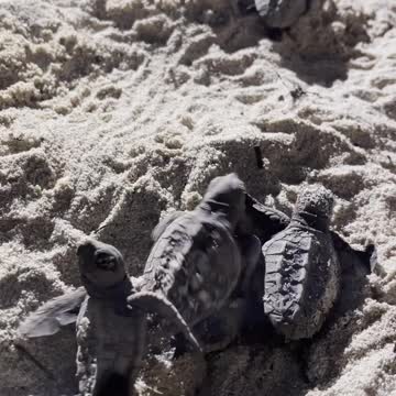 Tortoise In The Land Water #Tortoise_In_The_Land_Water#animals_Nuture #tortoise #Tortoise