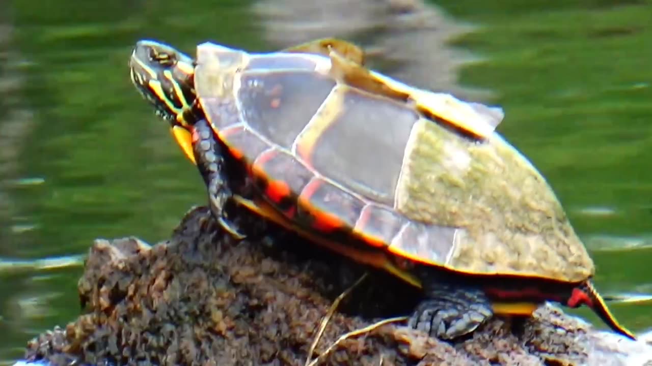 Painted Turtle