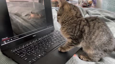 Tripod Kitten Watches Her Viral Video