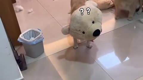 Can’t ảngy more than 3 seconds Funny Dogs