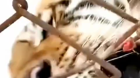 Siberian tiger moment of fright