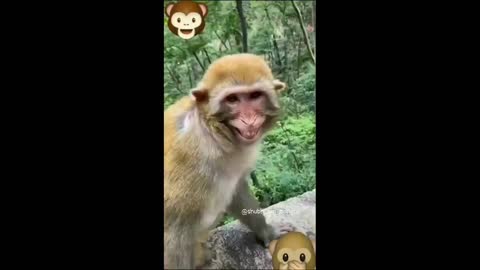 INSTAGRAM FUNNY MONKEY | FUNNY PETS REELS INSTAGRAM