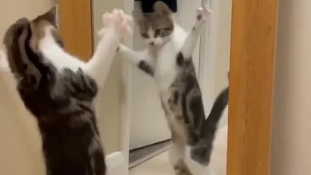 Amazing cat dancing in front of mirror so cute