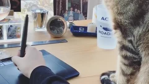 Cat hits owners pen