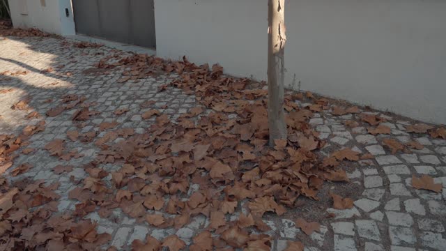 Autumn leaves on a pavement