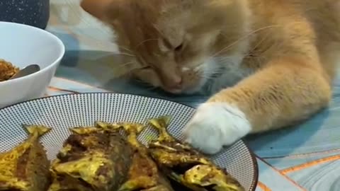 so funny cat still food