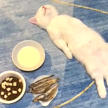 Will there be fish in his dream?