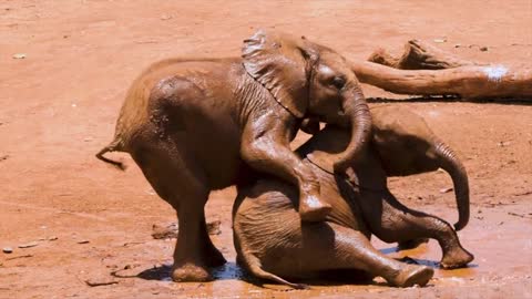 Baby Elephants Playing In The Mud And Having Fun