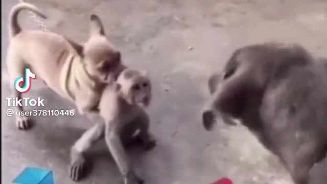 #Funny monkey vs dog