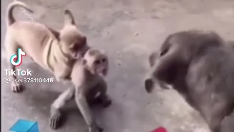 #Funny monkey vs dog