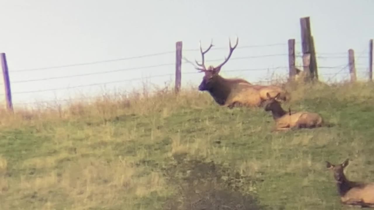 Bull elk, 1.5 miles away