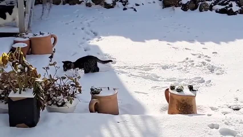 Gumbie cat joyfully jumps in the snow