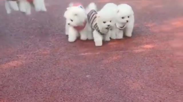 Cute dogs 🤭❤️