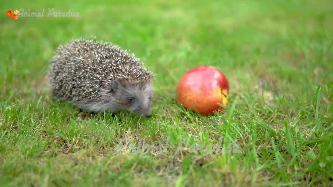 Momentos encantadores e mágicos dos animais: vacas, coelhos, rinocerontes, gatos, patos, cachorros.