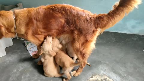When a mother was giving milk to her children