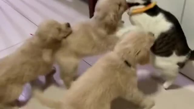 funny cat vs 8 cute puppy