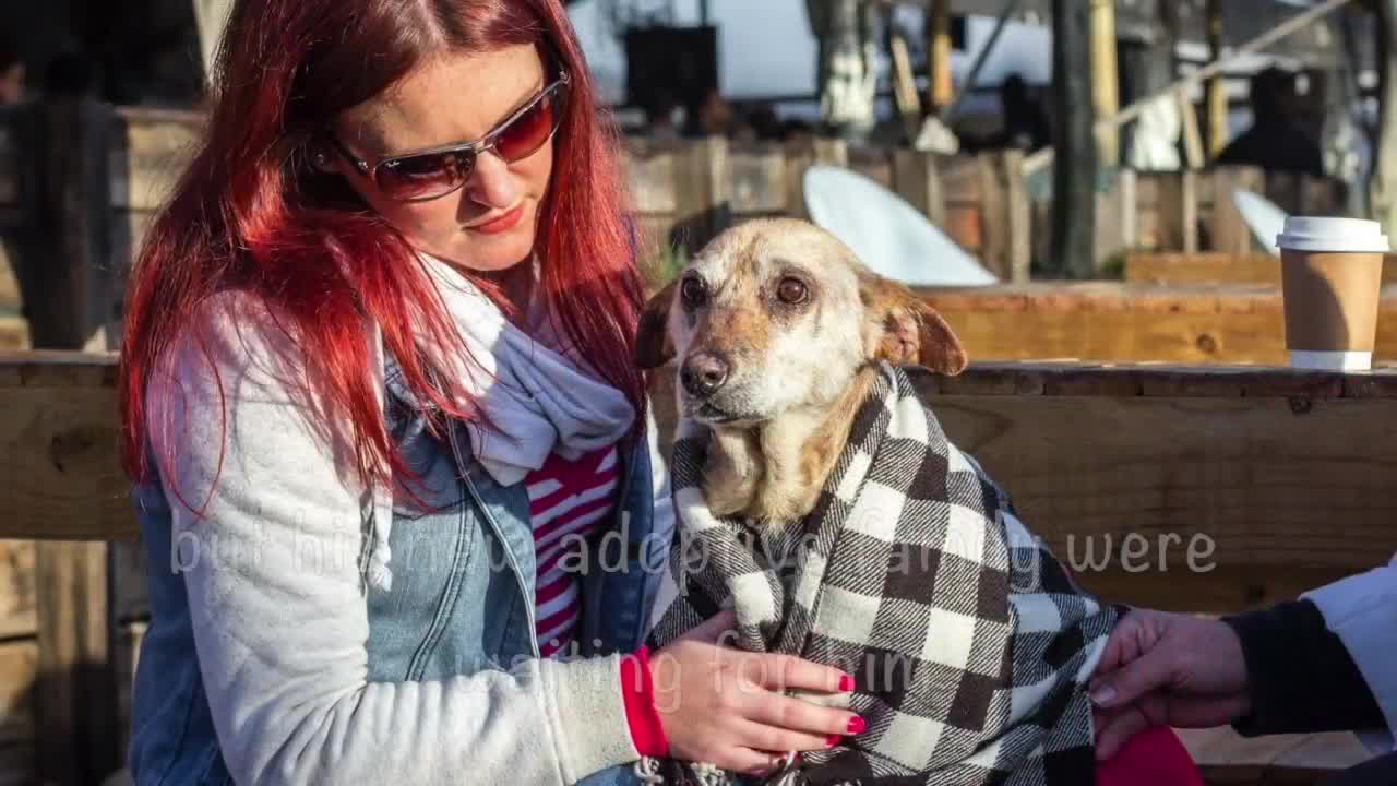 Old Dog Dumped At Vet To Be Put Down, But Vet Makes A Different Call