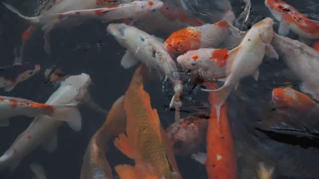 KOI FISH WONDERFUL