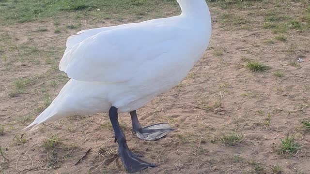 Feeding the swans