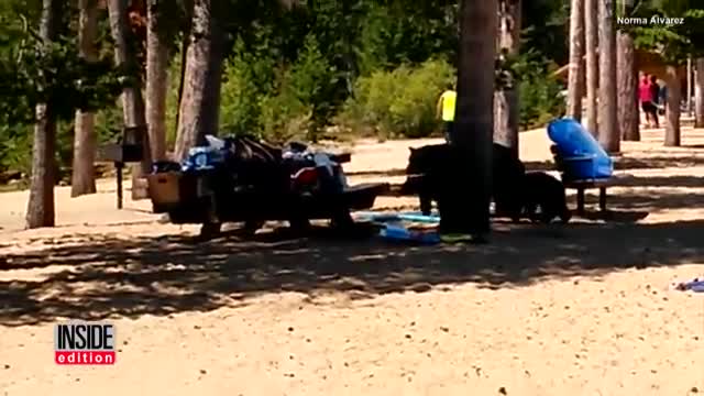 Sunbathers Shocked When Momma Bear Take Her Cubs For a Dip In Lake Tahoe