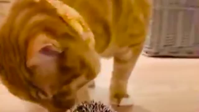 Cat funny reaction to porcupine | Caught on camera😂