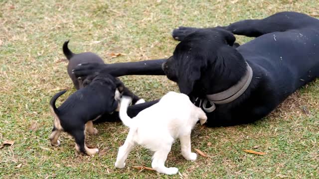 There are dogs bred specifically for laboratory experiments.