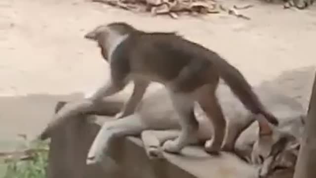 Mother Playing on his Baby Cat