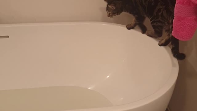 Curious Kitty Can't Avoid Making a Splash