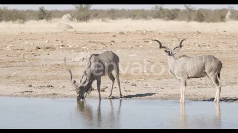 Animals at Waterhole