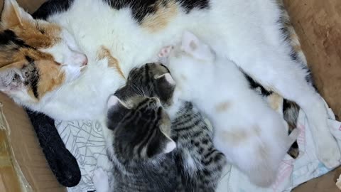 Mother gives milk to her kittens 🥰 Cute kittens.