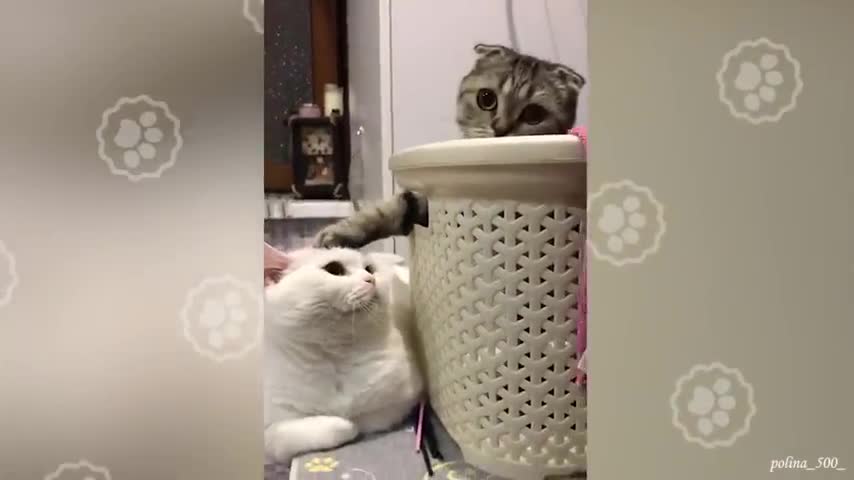 Funny cats that you start your mornning whith