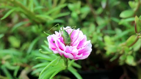 grasshopper in flower