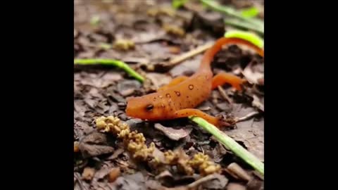 Cutest Animals Cute baby animals Videos