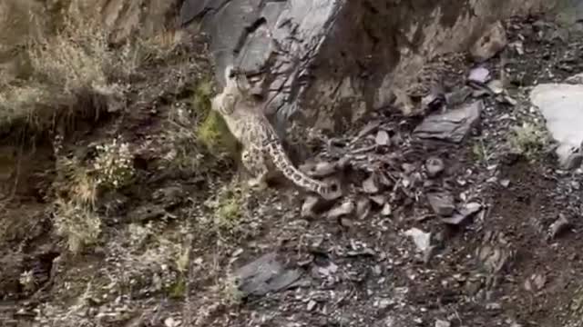 The lithe figure who flies over the walls is very sensitive