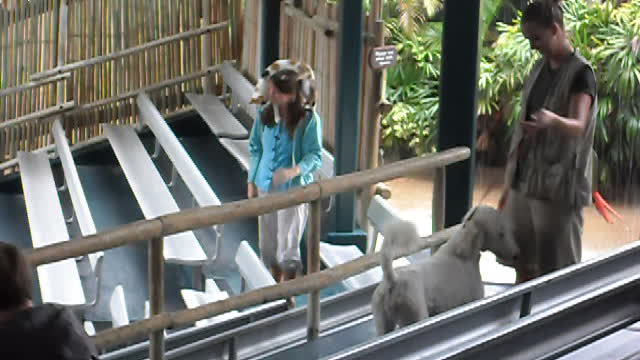 Meet the animals at Gatorland