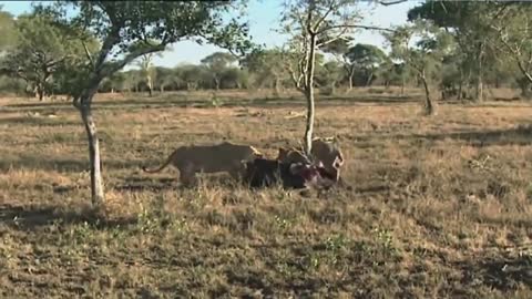 National Geographic Documentary- King of Africa-Wildlife Animals