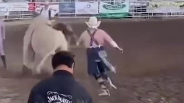 funny cats & dogs