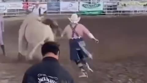 funny cats & dogs