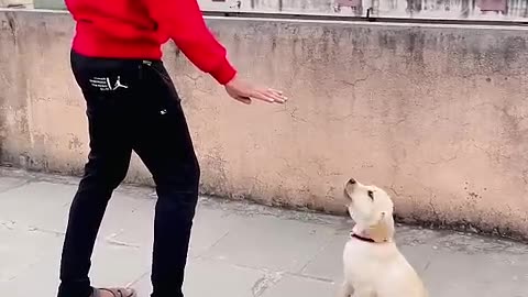 🐶 dogs barking traning animals
