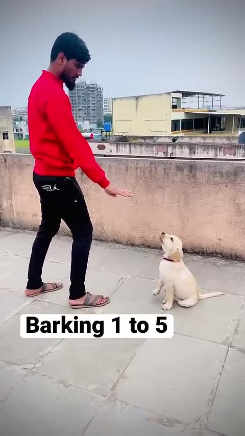 🐶 dogs barking traning animals