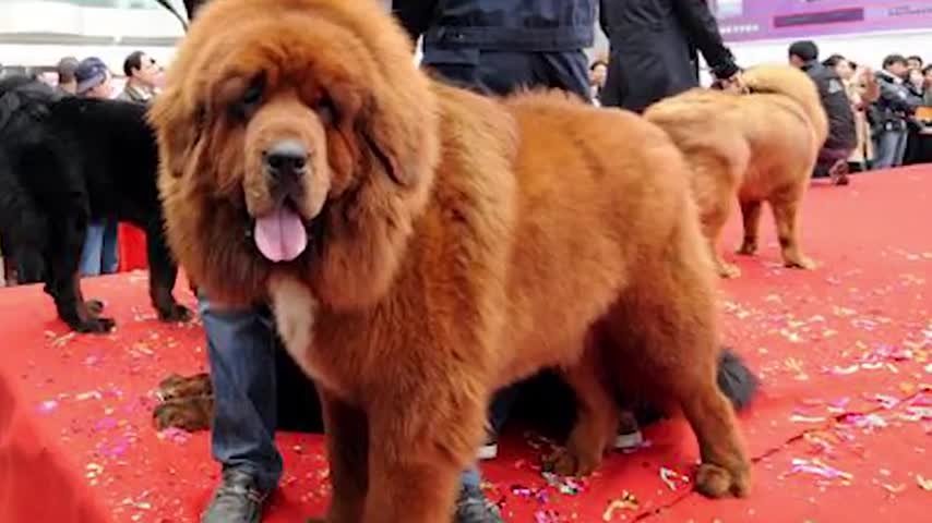 Los 10 perros más grandes del mundo